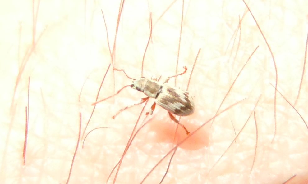 Curculionide con la freccia: Pseudomyllocerus neapolitanus